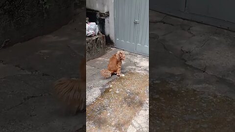 #dogshow , #animals , #dogs , #shorts