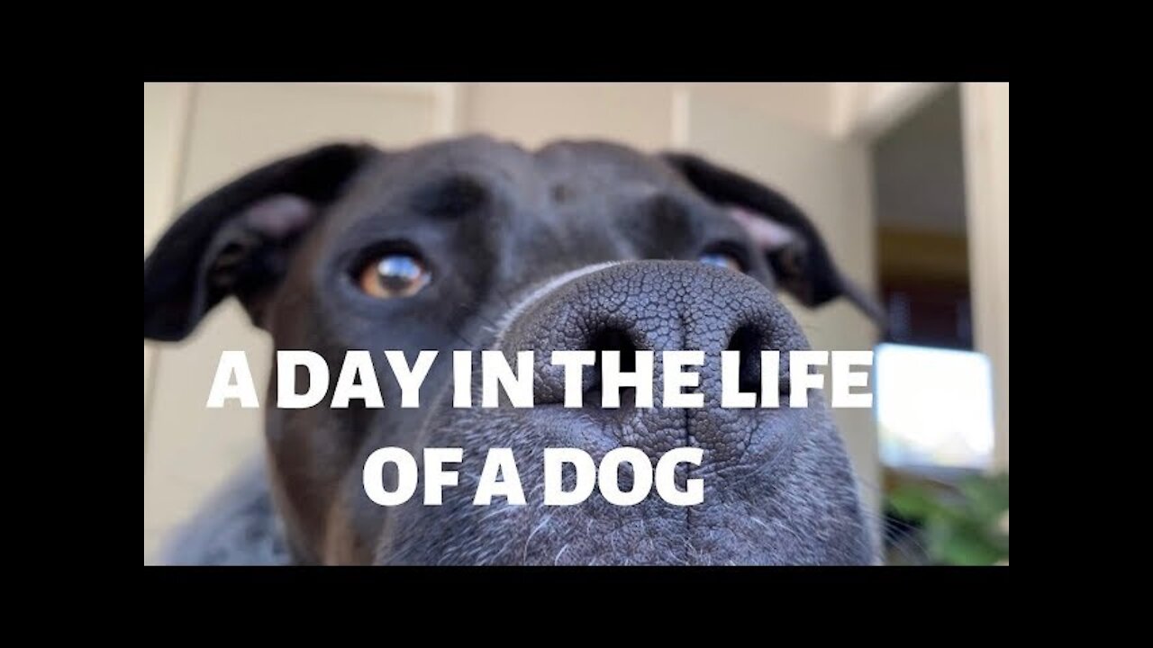 Day in the life of a Dog