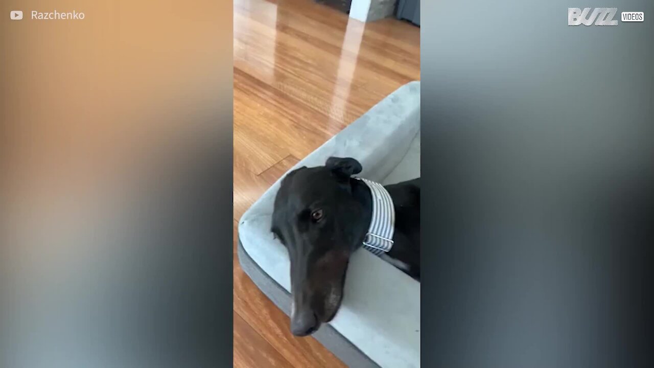 Cão relaxa até com a língua!