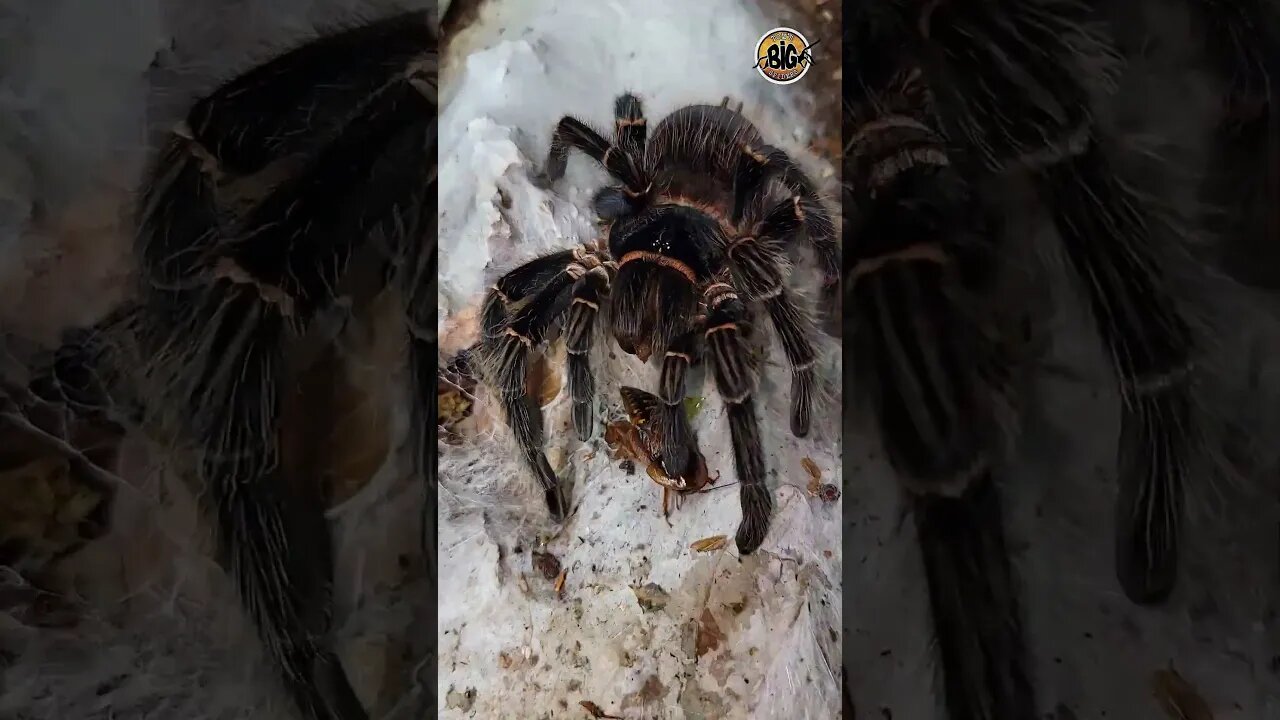 Giant Tarantula Crunching on roaches ft. L. parahybana #shorts