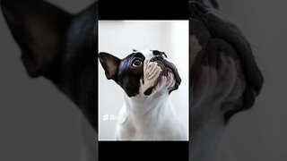 10 the Most popular Dog breeds#shorts