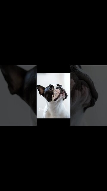 10 the Most popular Dog breeds#shorts