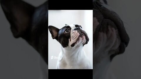 10 the Most popular Dog breeds#shorts