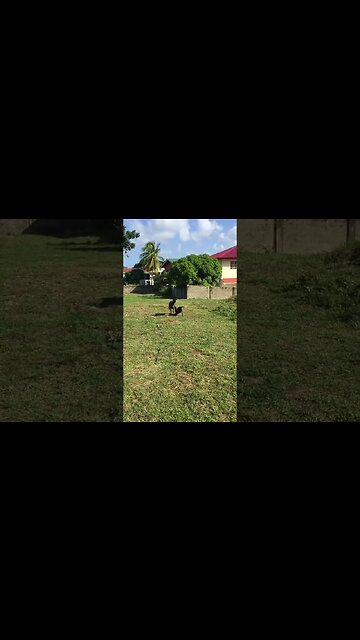 MAMA CARDI B WANTS ALL THE SMOKE