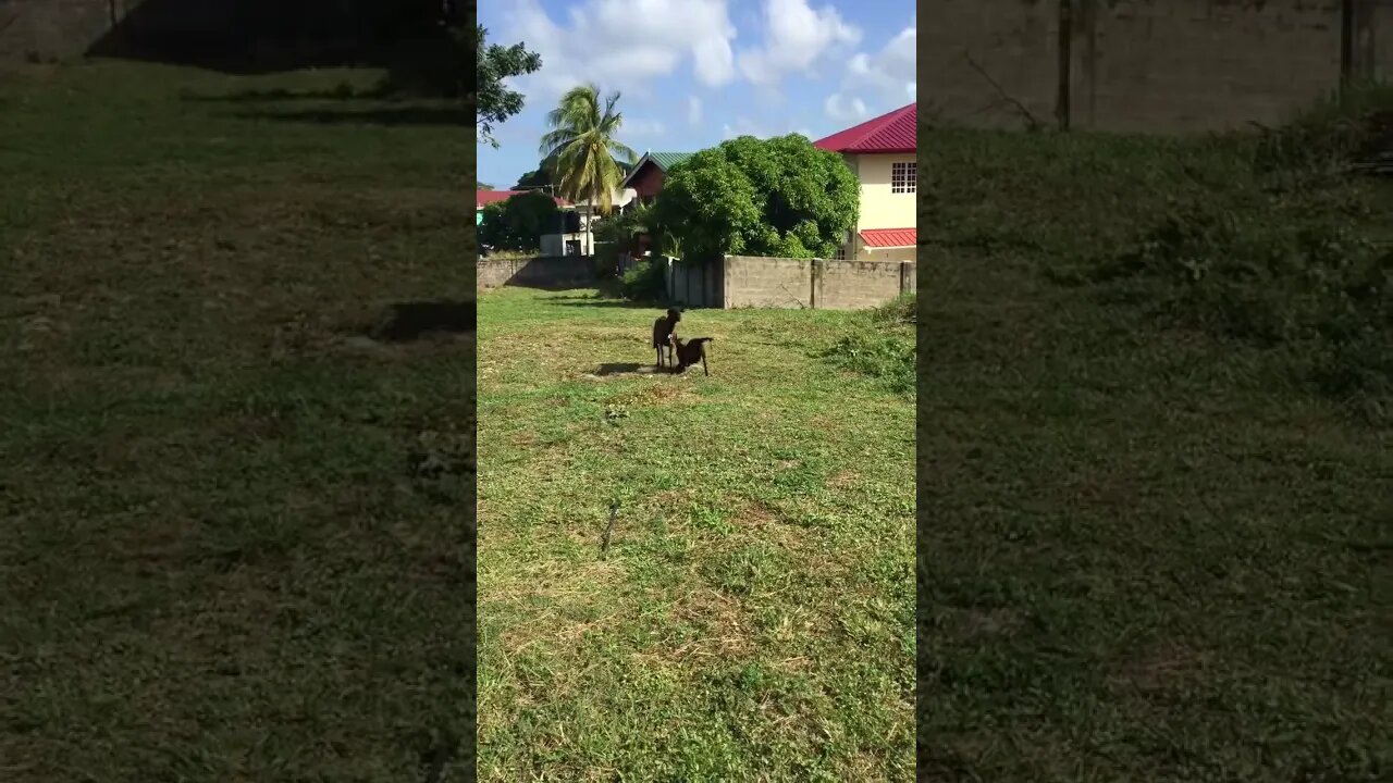 MAMA CARDI B WANTS ALL THE SMOKE