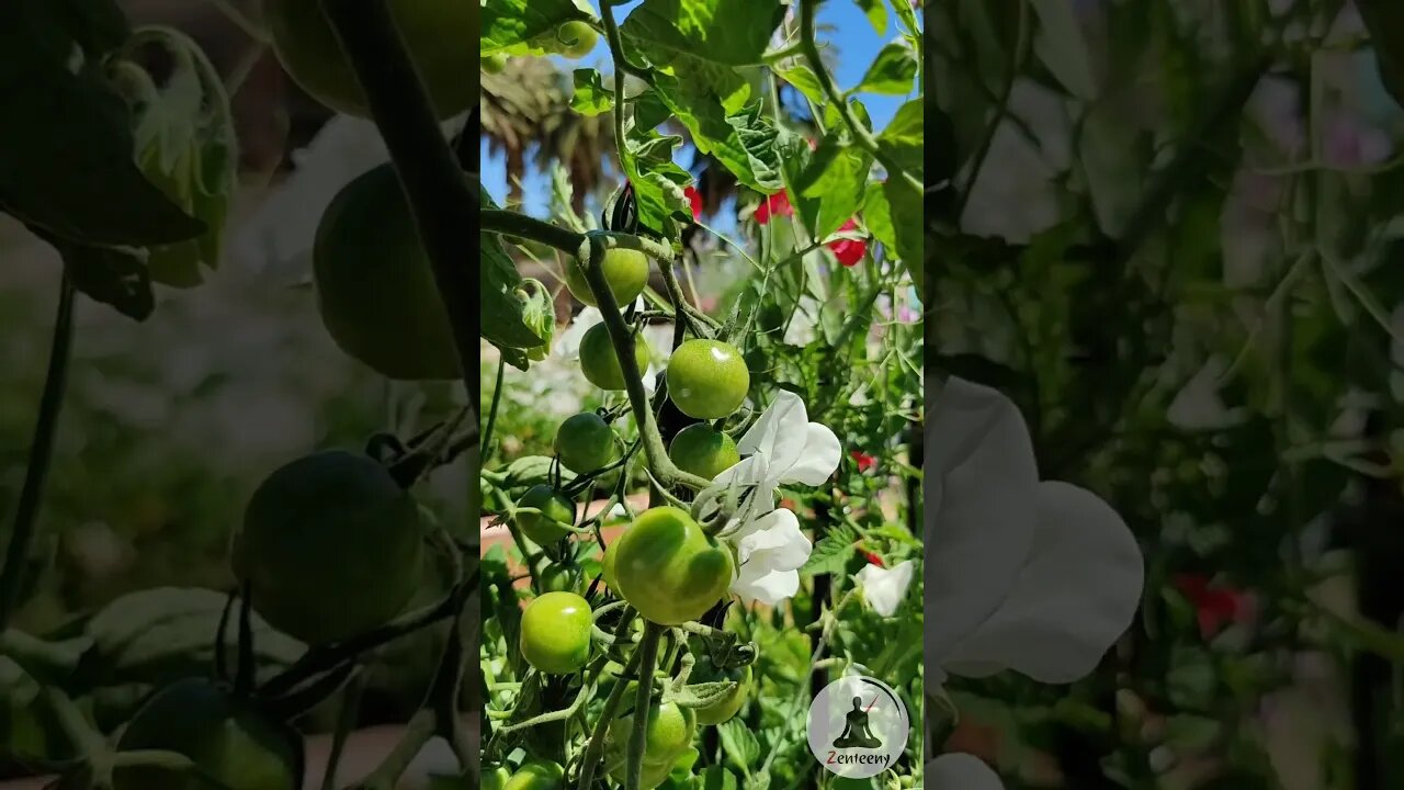 Garden Serenity | Fresh Sumner Tomatoes on the Vine 🍅