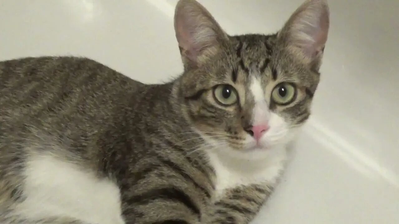 Small Cat Hides from the Heat in the Cool Bathtub