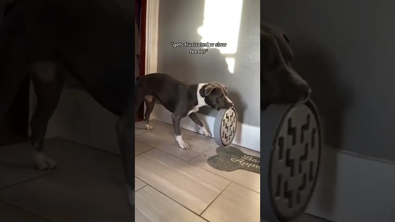 Lmfaooo Smart girl Video By laigepizzi #Shorts