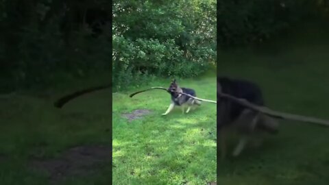 Best Funny Animal Videos Of The 2021 🤣 He’s having fun #funny #dog #germanshepherd #fyp #shorts