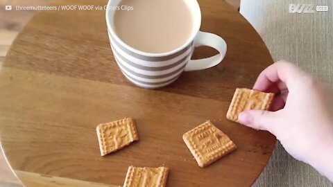 Un biscuit c'est bien, mais ce chien l'accompagne de thé!