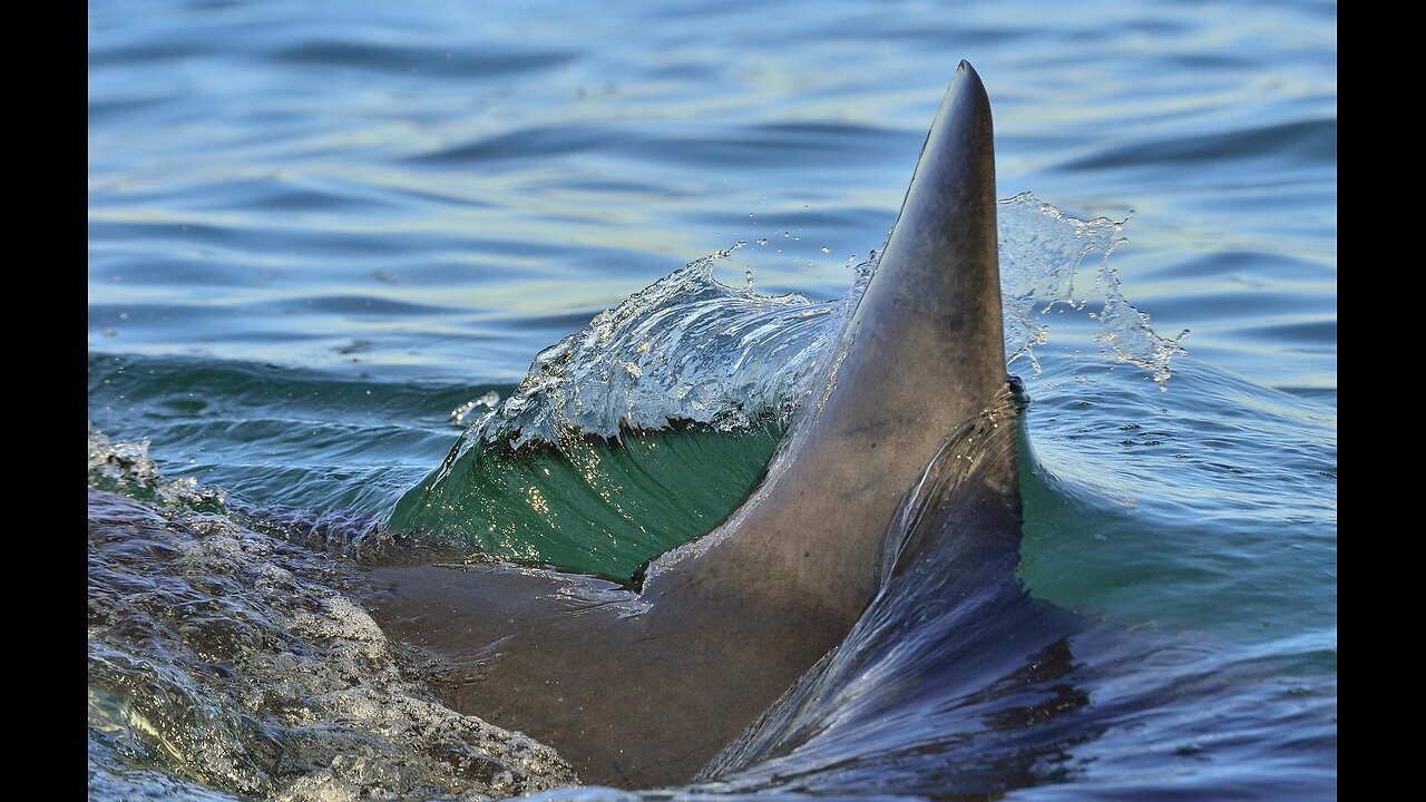 Tested and Tossed by Large Great White Shark