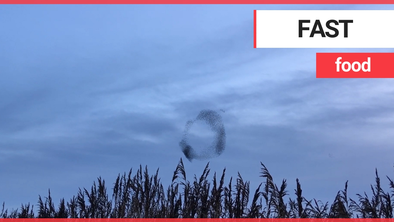 10,000 flying starlings come under attack by hungry falcon