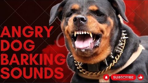 Epic Dog Barking compilation: see how your Dog REACTS and can't resist!