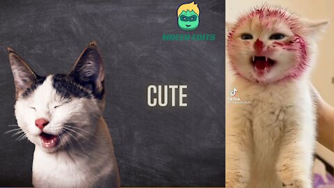 Cute Hilarious Pets | Cute Kitty Got Disturbed During Her Meal