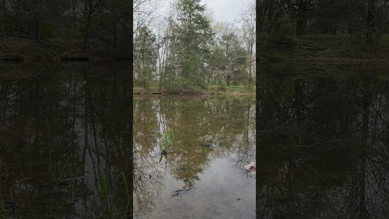 Tranquil Pond Uncle Tim's Farm #kärnəvór #carnivore #pigtalk #shorts