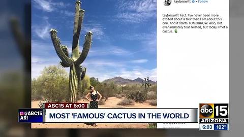 Taylor Swift's Instagram photo with a cactus goes viral before Valley concert