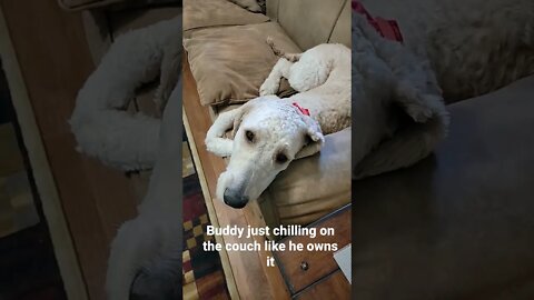Buddy stole my seat