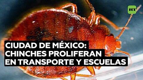 Ciudad de México lidia con una posible plaga de chinches