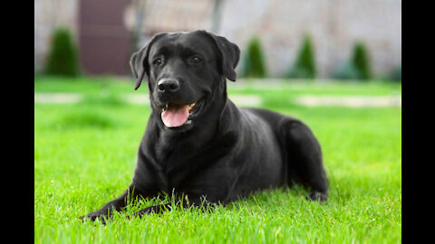 Amazing Black Labradors Swimming