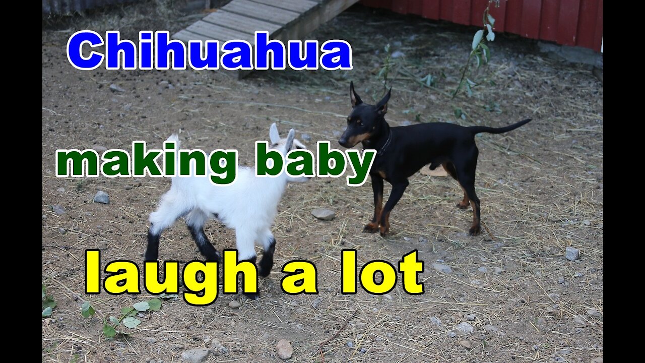 Chihuahua making baby laugh a lot