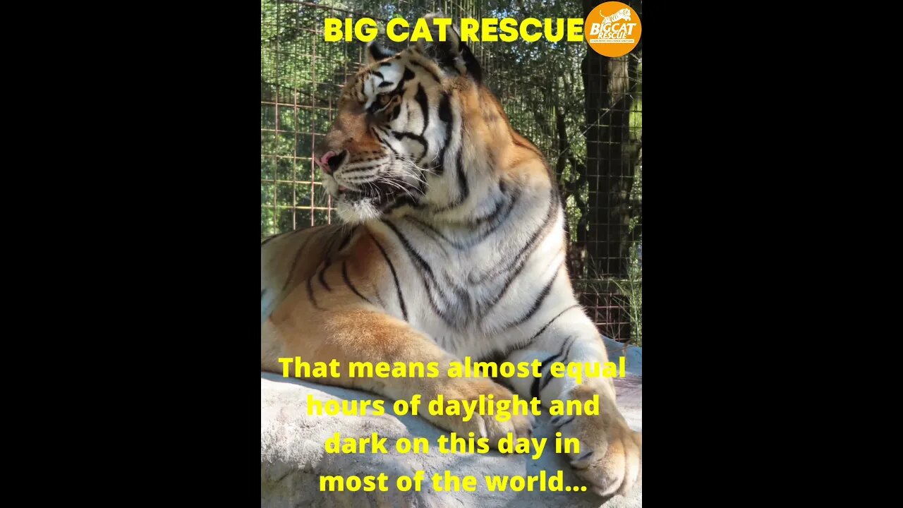 BIG CAT RESCUE #1 ~ Kali tiger welcomes you to Spring 2023! #cats #bigcatrescue #catvideos #reels