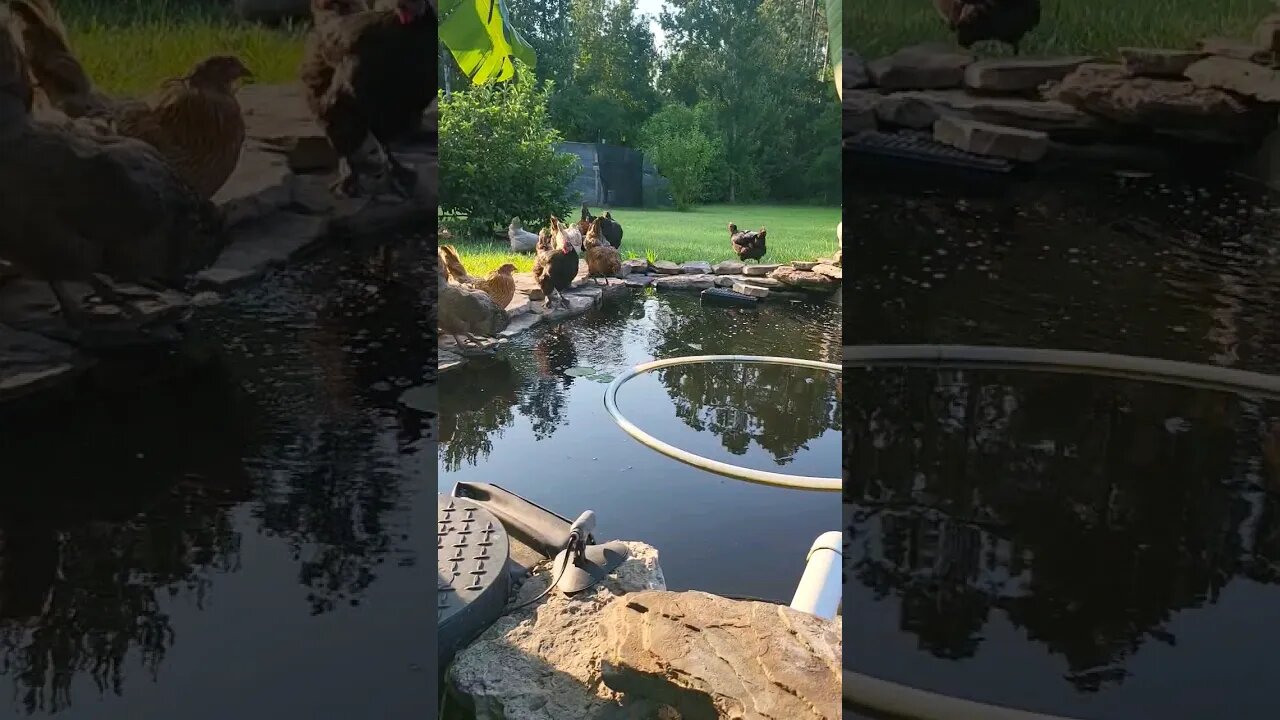 They All Got Thirsty At The Same Time #chickens #raisingchickens #chickenshorts #backyardchickens