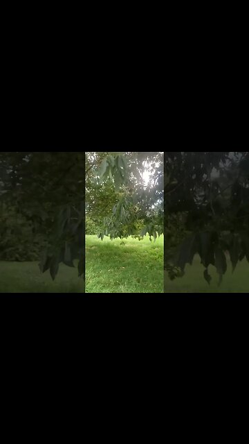 Blue still summer clouds trees and a huge park in east London