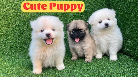 Cute Puppy - Funny and Cute Dog Videos Compilation 2023 #19