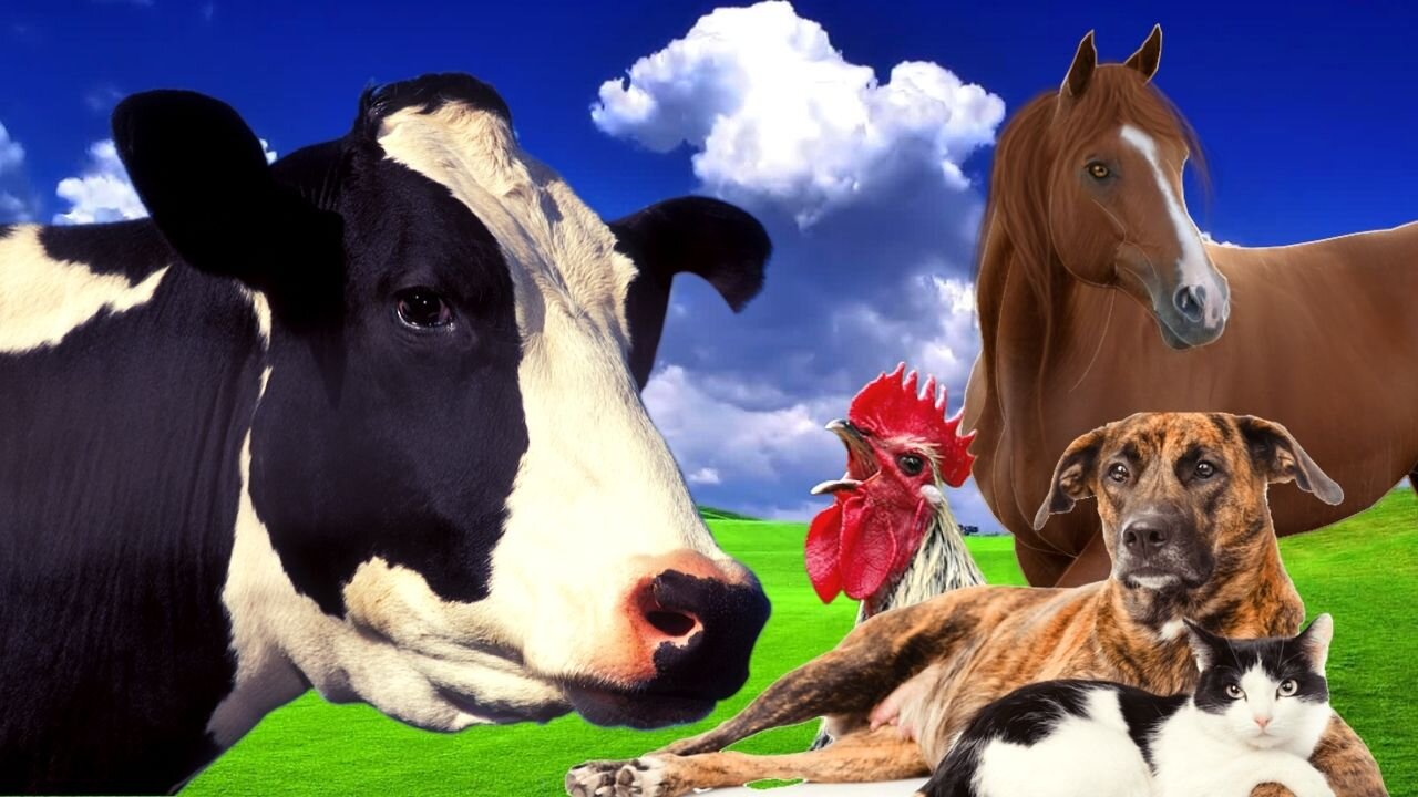 Sound of Farm Animals 2