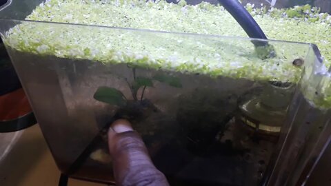 Duck weed taking over the tank