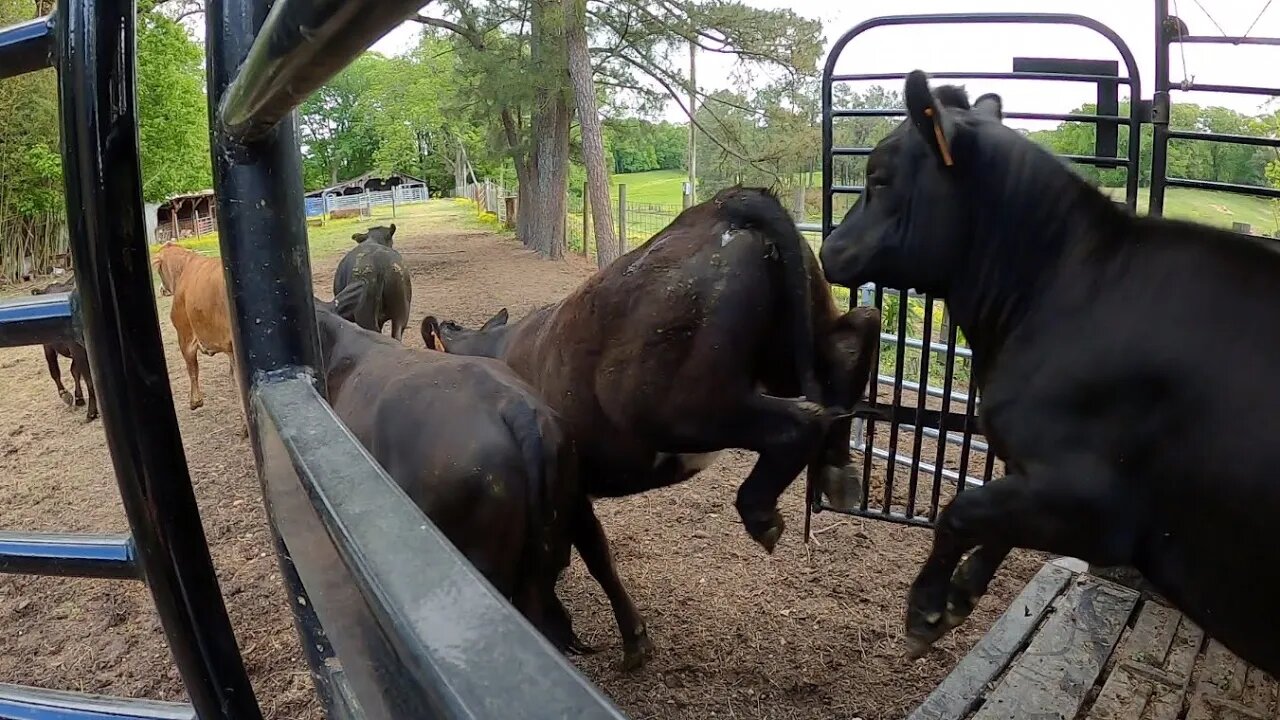 Haulin' Heifers for Mother's Day!