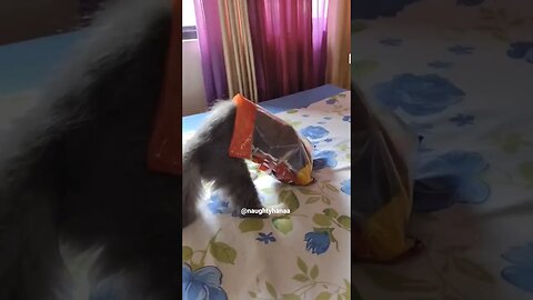So Funny 🤣 #funny #shorts #kitty
