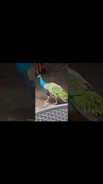 Beautiful peacock in Mexico #shorts