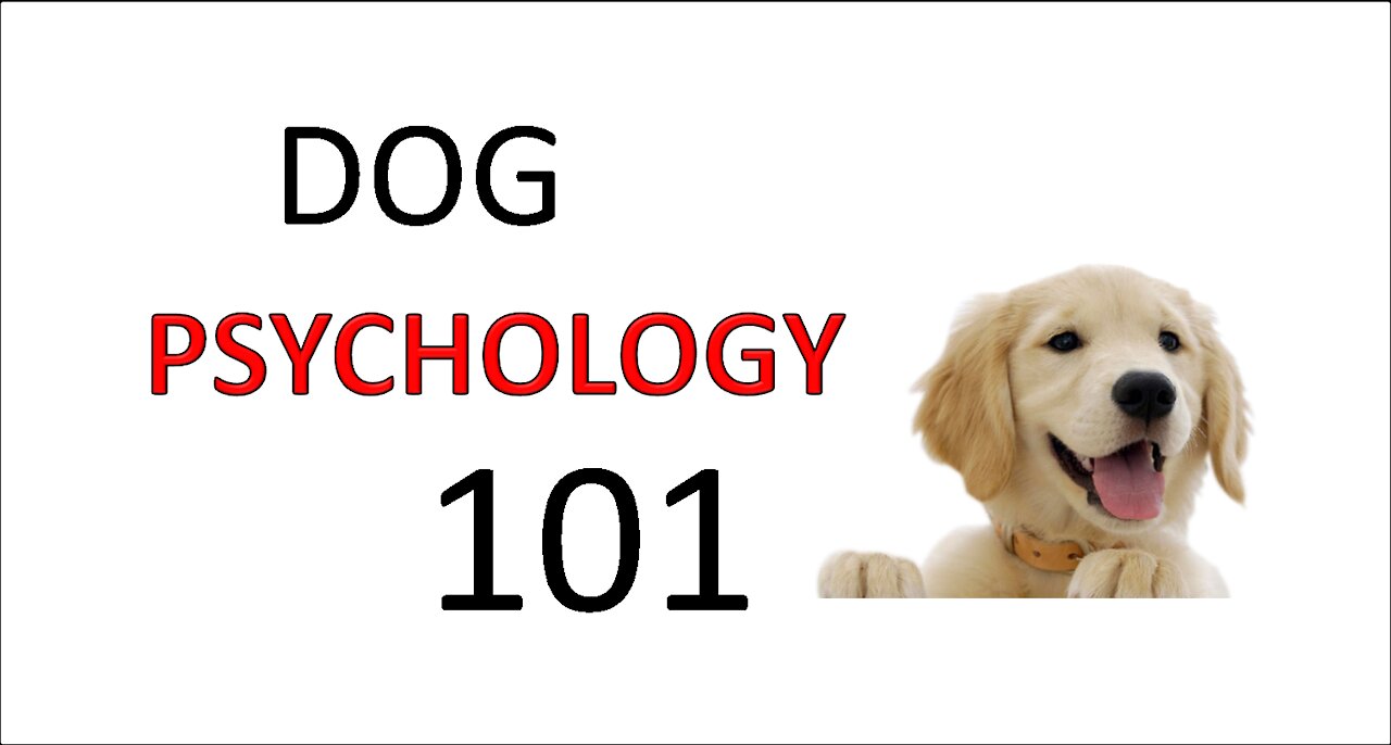 Dog Psychology 101