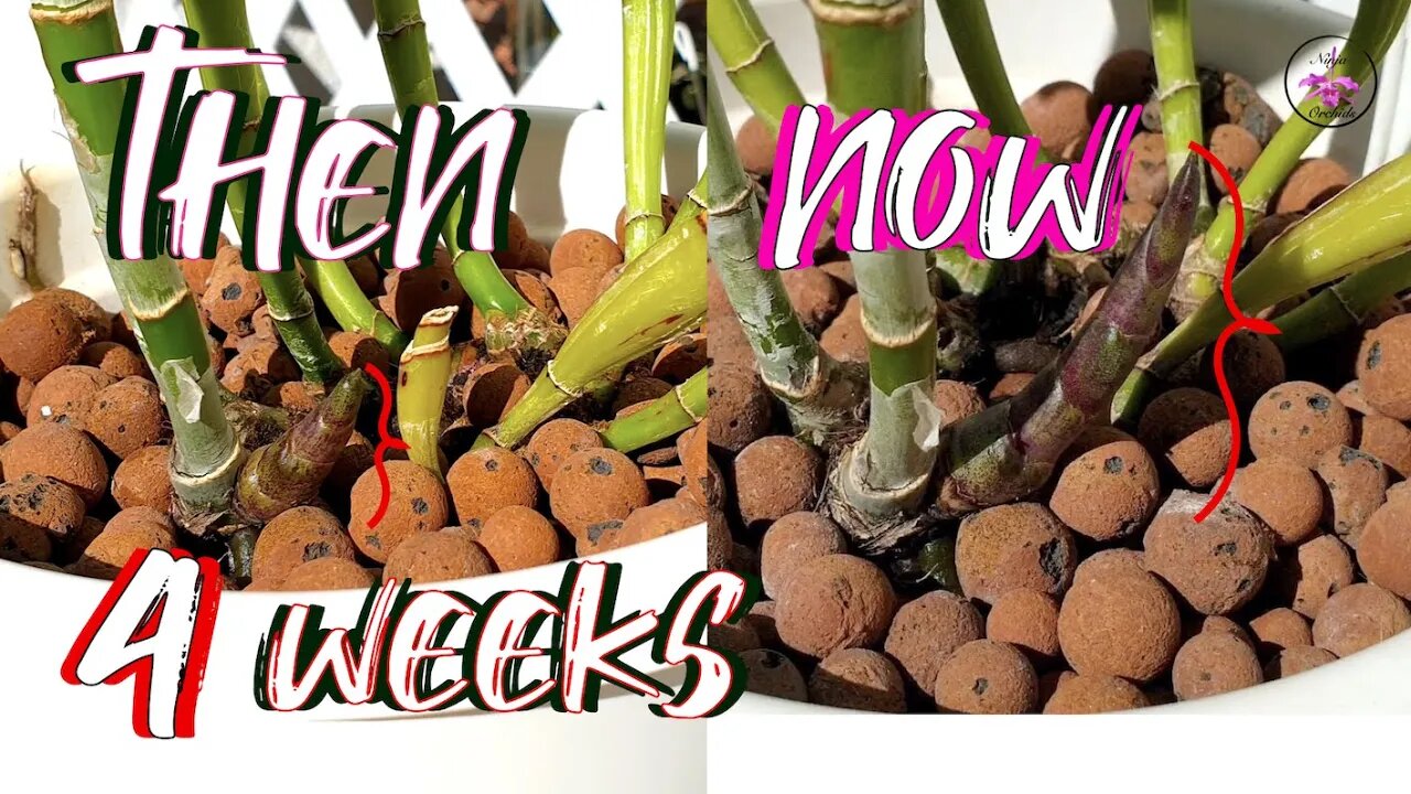 Calcium Nitrate follow up | What came after Calcium nitrate? New Growth UPDATE? #ninjaorchids