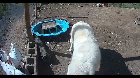 Farm surveillance. Geese scare away maremma pup