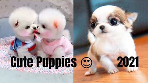 Cute Puppies 😍 Cute Funny and Smart Dogs Compilation New