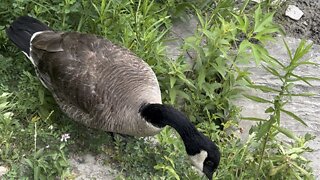 Canada Geese youngsters love kettle style chips