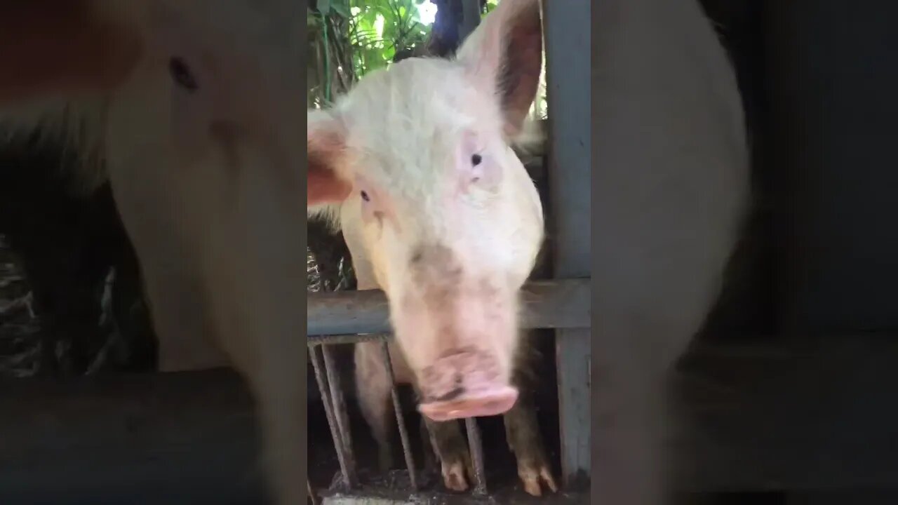 Peppah Pig Is Friendly