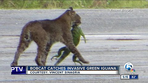 Picture taken of bobcat munching on iguana in Loxahatchee National Wildlife Refuge