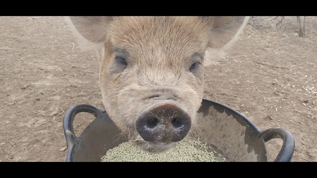 Idaho Pasture Pigs, Oregon State Breeder