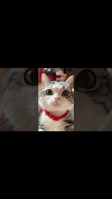 cat staring at her owner with cute big eyes - look at me