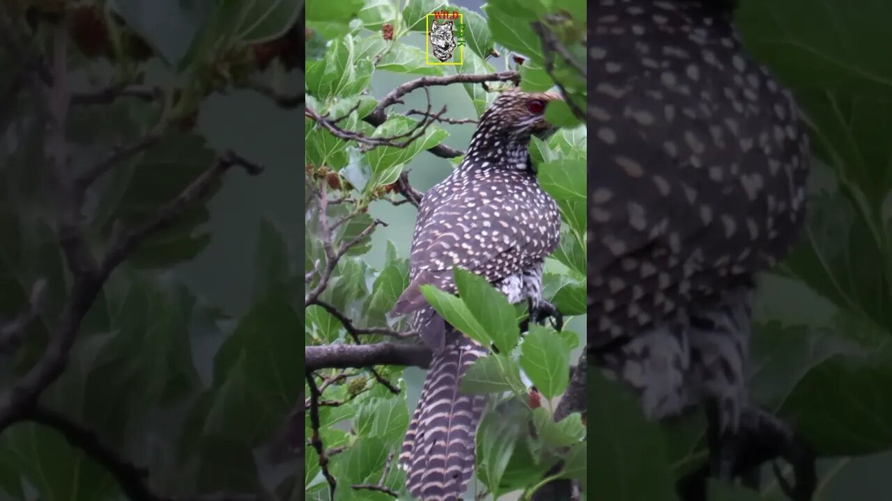 Koel (Eudynamys) #Blackbeauty #wildlifephotography #awareness #koel_pakhi_palon