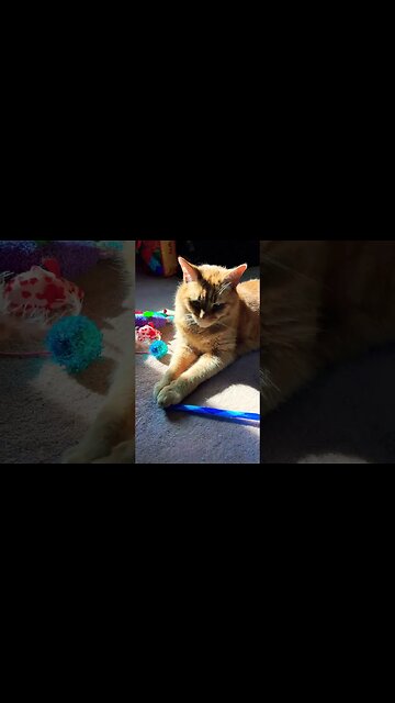 Look at this Distinguished Gentleman 🐱