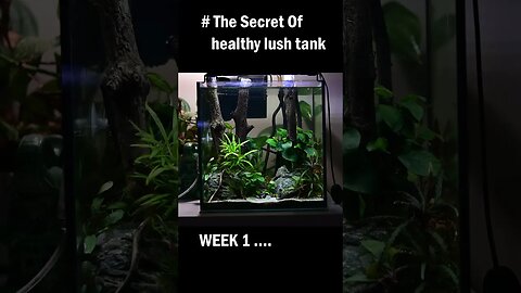 Secret of healthy & lush planted tank #plantedtank #planted #fish #aquariumgardens #natureaquarium