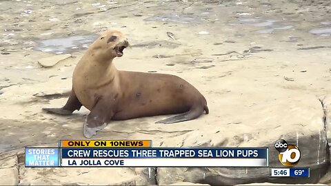 Crew rescues three trapped sea lion pups