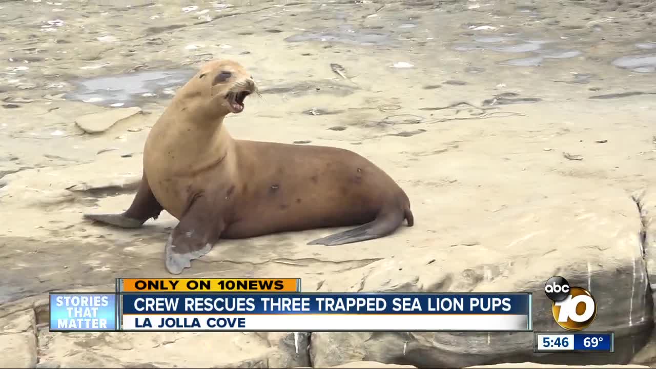 Crew rescues three trapped sea lion pups