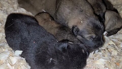 Asianbears.net 2 week old Noble Bear pupdate