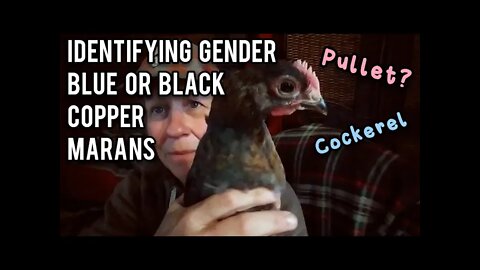 Identifying Gender of Blue or Black Copper Marans - Ann's Tiny Life