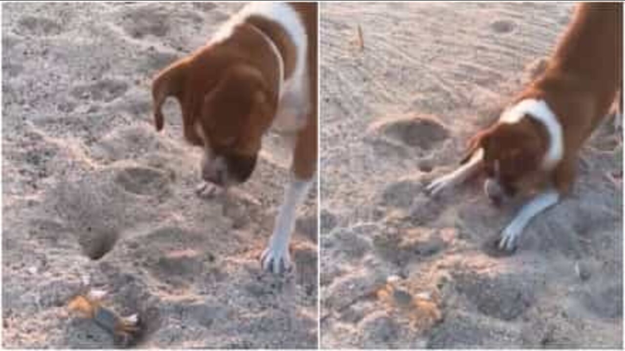 Et komisk møde på en mexikansk strand mellem en nysgerrig hund, og en hurtigt tænkende krabbe